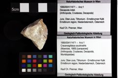 Foto (Objket + Etiketten) von Decapoda indet. 